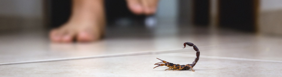 Dedetização de Escorpião  em São Bernardo  do Campo   24 HORAS